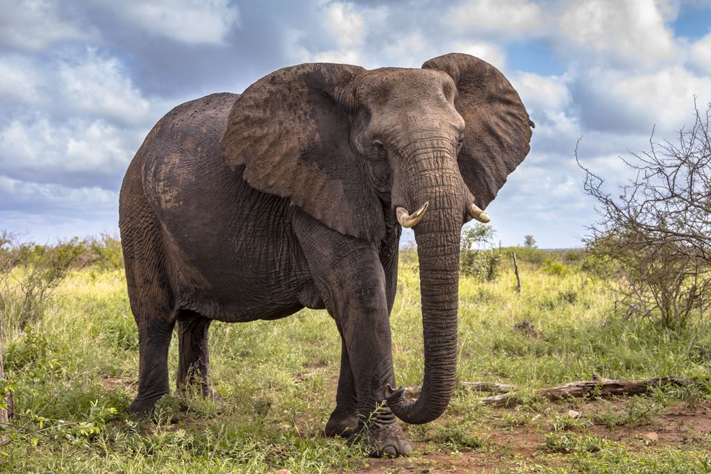 Elefantes matam 500 pessoas por ano, aproximadamente (Imagem: CreativeNature_nl/envato)