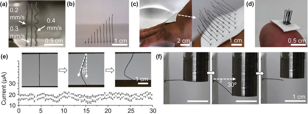 Sensores em forma de cílios podem revolucionar a robótica (Imagem: Glass et al., 2023/ Advanced Science)