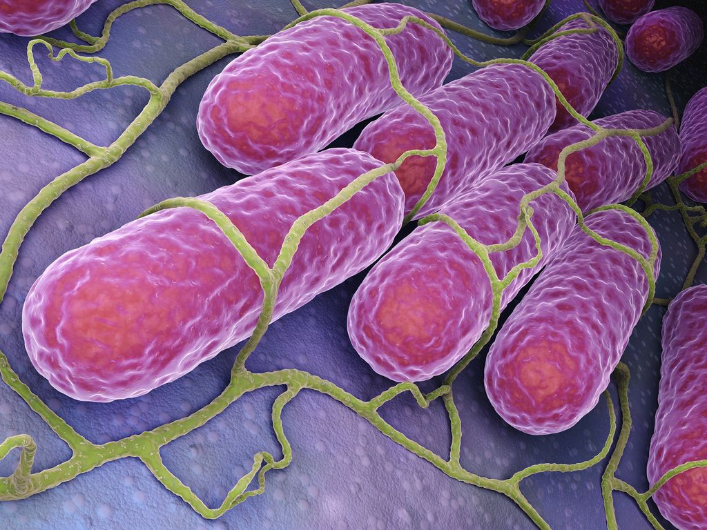 Salmonella já foi usada como arma biológica nos Estados Unidos (Imagem: Reprodução/iLexx/Envato Elements)