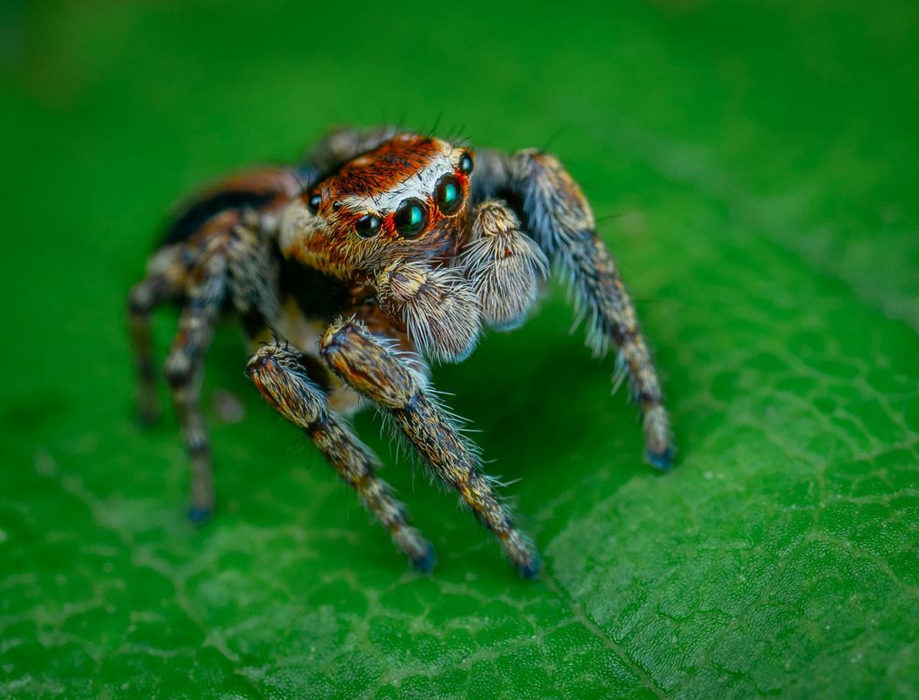 As aranhas-saltadoras têm machos coloridos e dançantes, mas que não conseguem diferenciar espécies — isso os deixa em perigo na hora de procurar parceiras (Imagem: Egor Kamelev/Domínio Público)