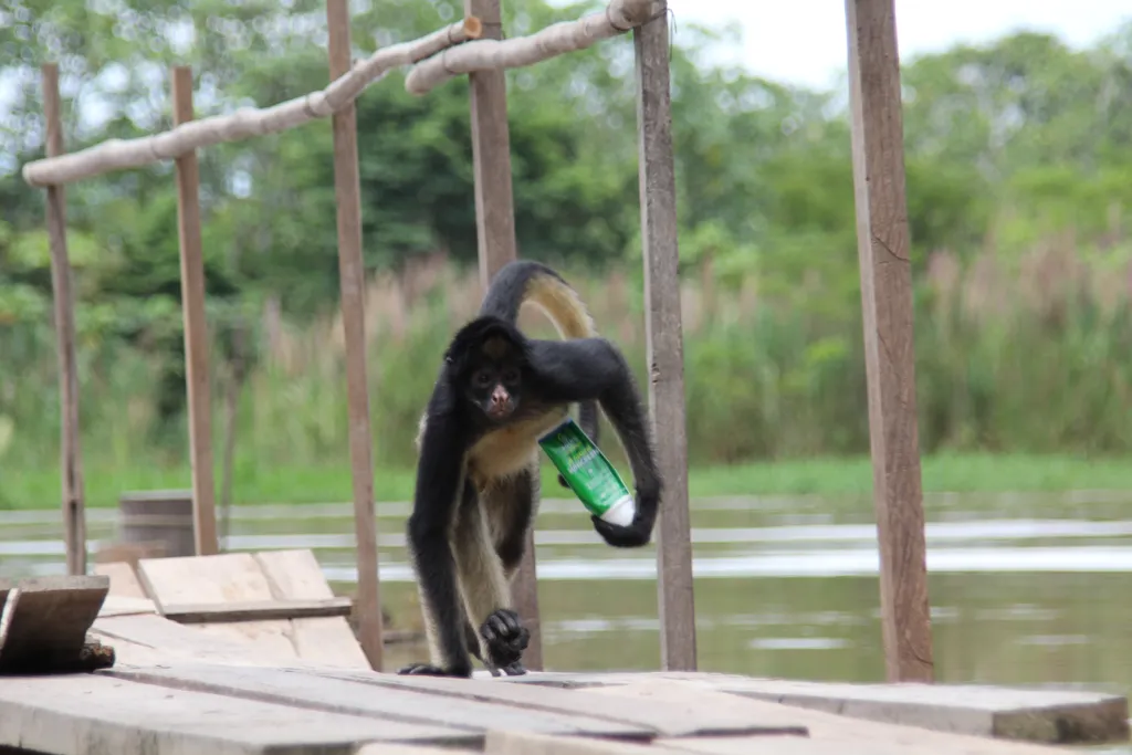 O macaco-aranha-de-Geoffroy e outros primatas têm vantagens evolutivas no gosto por álcool; uma delas é um consumo maior de calorias, também mais rápido do que outros animais (Imagem: Deb Dowd/Unsplash)