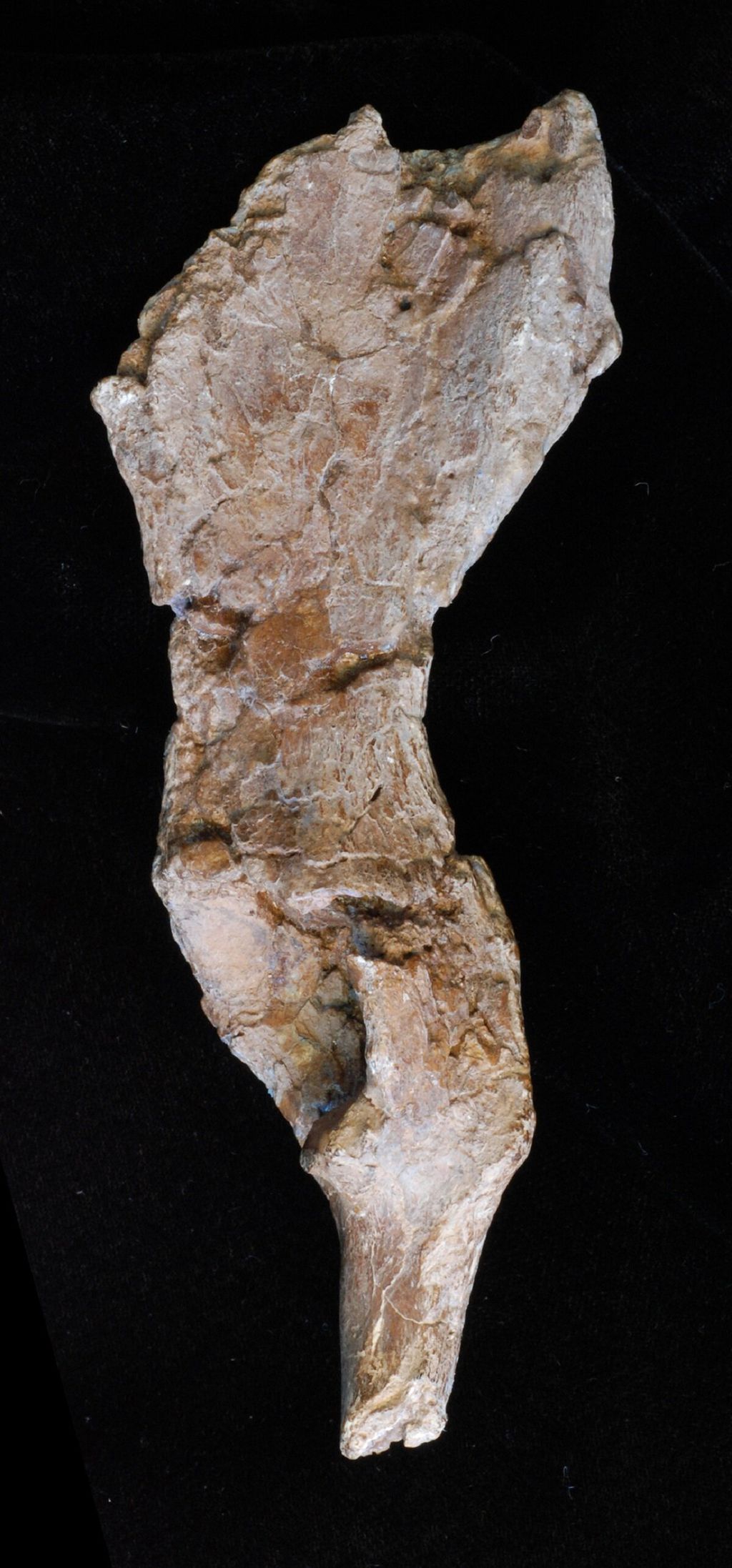 A pélvis descoberta na Europa Central, registrada por especialistas da Universidade do Missouri: osso indica que ancestral humano tinha capacidades diferenciadas de locomoção (Imagem: Divulgação/Universidade do Missouri)