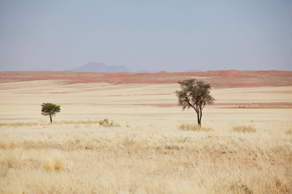 Mudanças climáticas colocaram em risco os humanos antigos e fez com que migaressem para fora da África (Imagem: Galyna_Andrushko/envato)