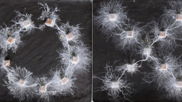 Fukasawa et al., 2024/Fungal Ecology