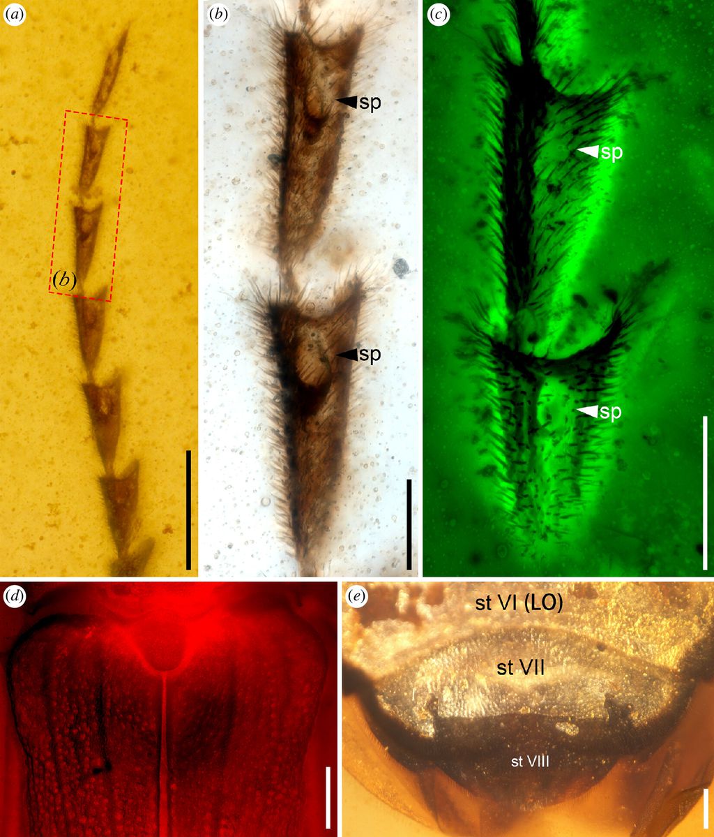 As características únicas do vaga-lume do Mesozóico, que tinha antenas serradas e produzia luz no abdômen (Imagem: Cai et al./Biological Sciences)