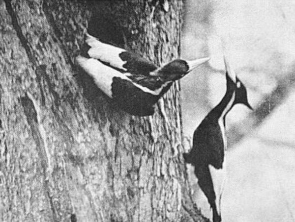 Raro registro de um casal de pica-pau-bico-de-marfim, em 1935 (Imagem: Reprodução/Domínio Público)
