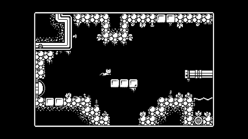 Galeria: Gato Roboto