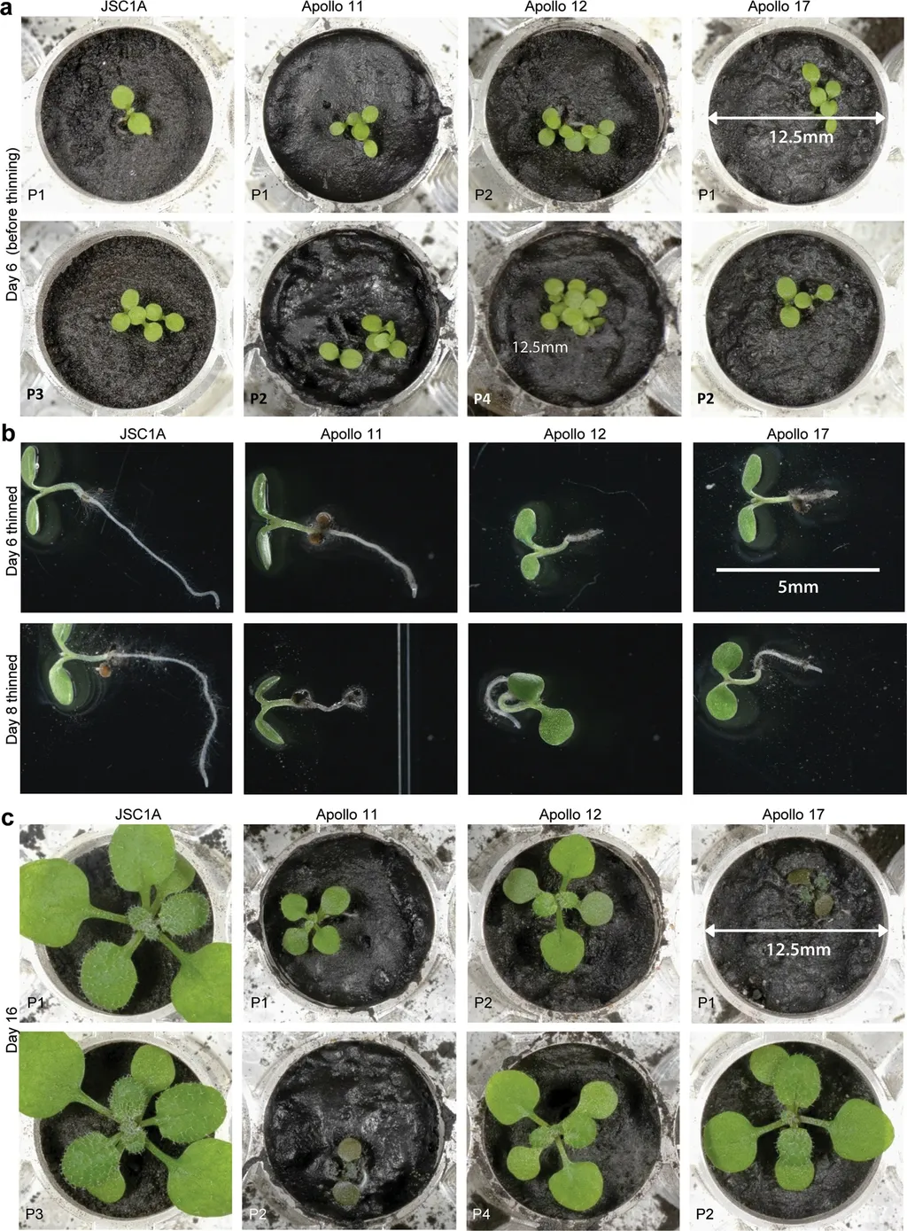 Germinação e desenvolvimento das sementes durante um experimento que usou solo trazido da Lua (Imagem: Reprodução/Anna-Lisa Paul et al.)