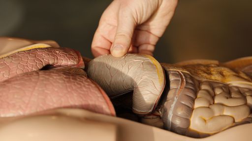 Quantas vezes o mesmo órgão pode ser transplantado?