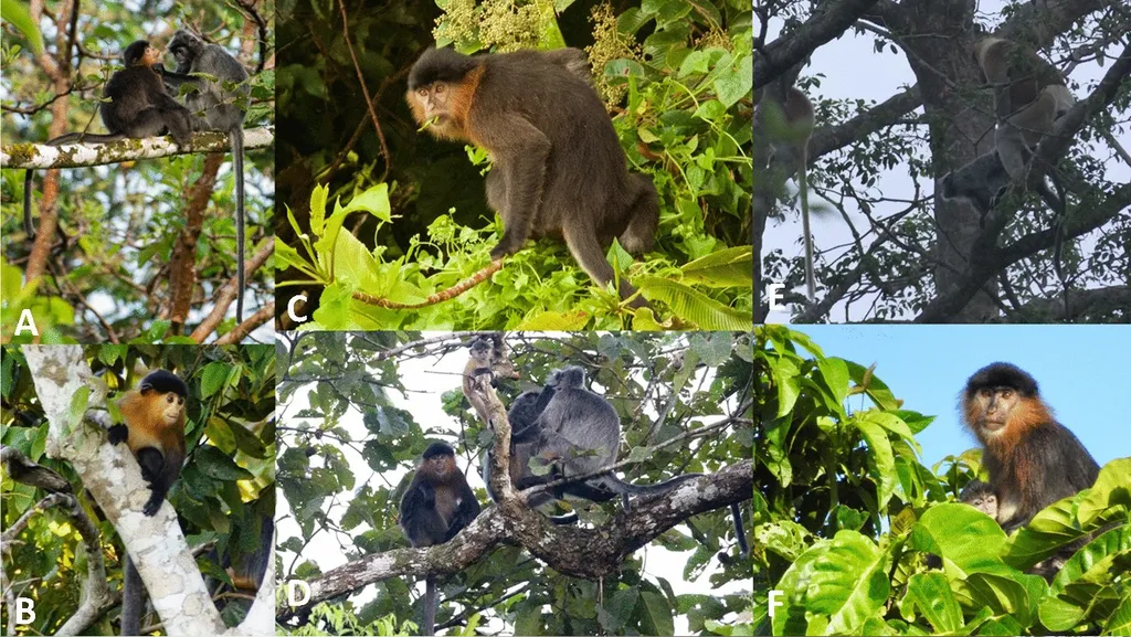 Híbrido de macaco-narigudo e macaco-folha-prateado (Imagem: Lhota et al, 2022/International Journal of Primatology)