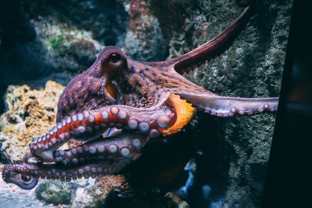 Os polvos são os únicos invertebrados dessa lista dos 10 animais mais inteligentes do mundo, e não é à toa — suas capacidades de planejamento e uso de ferramentas os tornam habitantes diferenciados do fundo do mar (Imagem: Diane Picchiottino/Unsplash)