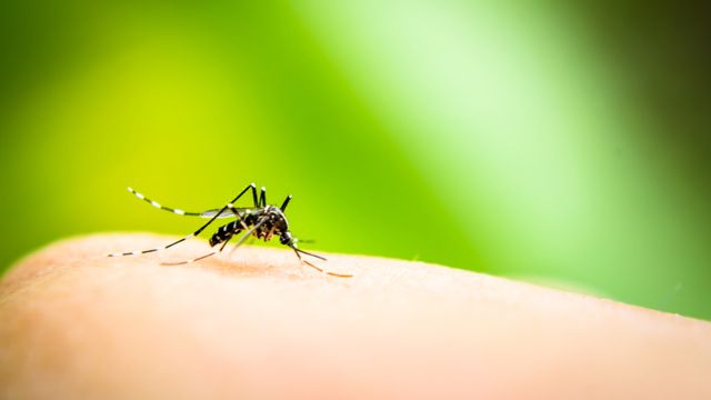 Mosquitos sobrevoam site do Governo Federal para alertar contra epidemia