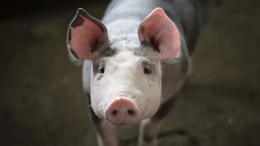 Novo vírus da gripe com potencial pandêmico é encontrado em porcos na China