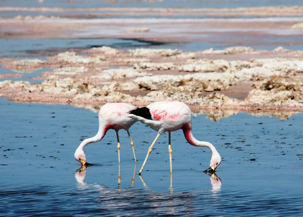 Flamingos dos Andes são considerados vulneráveis aos impactos da mineração na região (Imagem: Thomas Griggs/Unsplash)