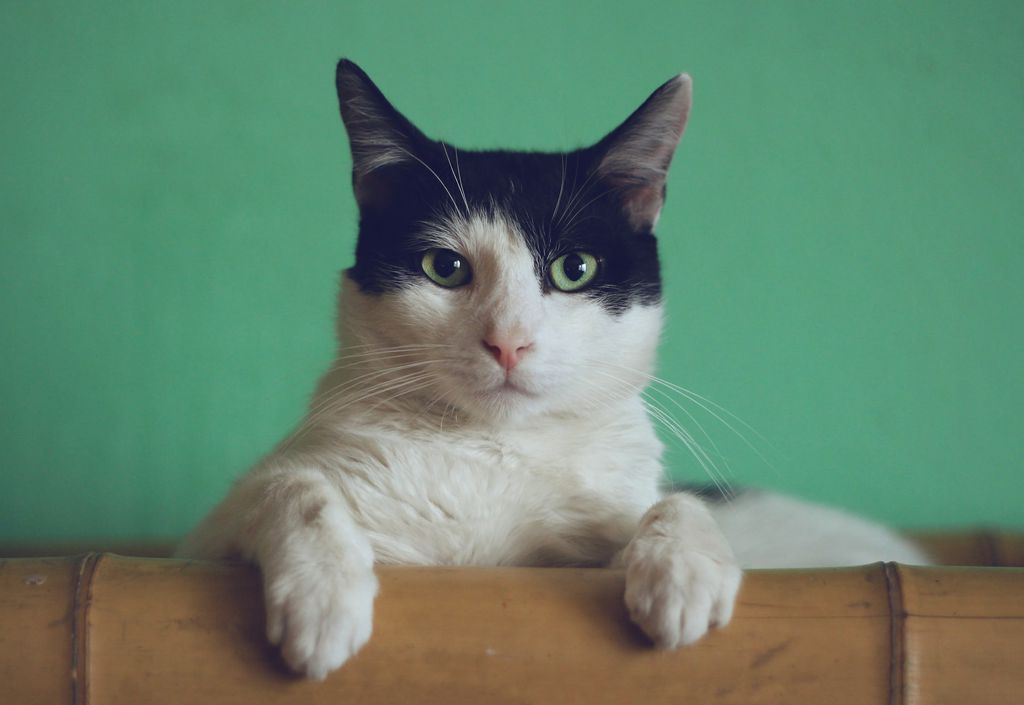 Teste permite descobrir se um gato é psicopata ou não (Imagem: Manja Vitolic/Unsplash)