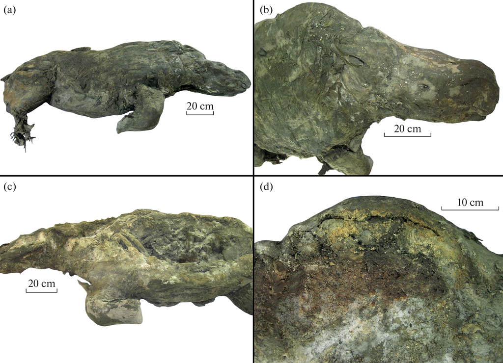 Os restos do rinoceronte-lanoso encontrado na Iacútia, muito bem preservado (Imagem: Boeskorov et al./Paleontology)