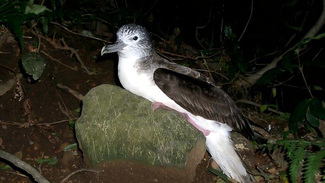 Kanachoro/Wikimedia Commons