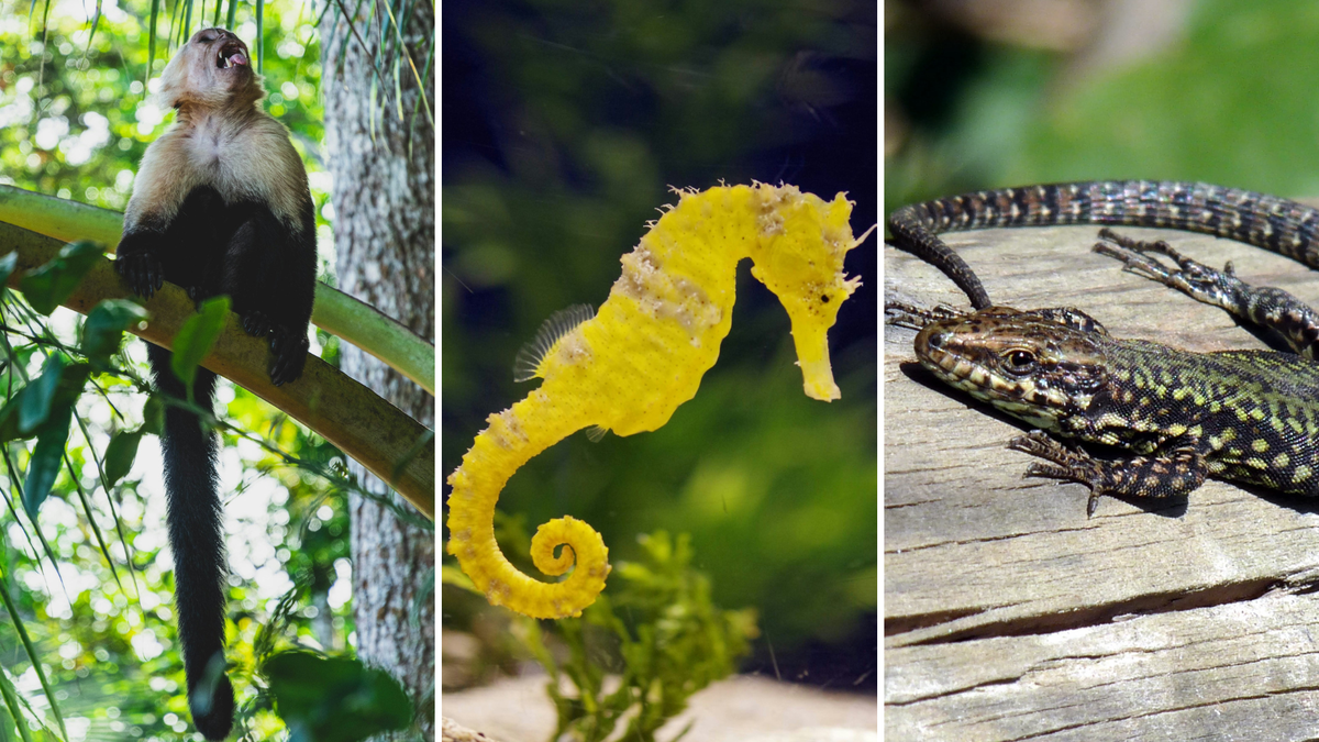 5 animais que usam a cauda de uma forma que você nunca imaginou