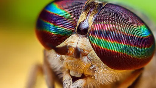 Nova espécie de inseto é identificada com a ajuda do Flickr