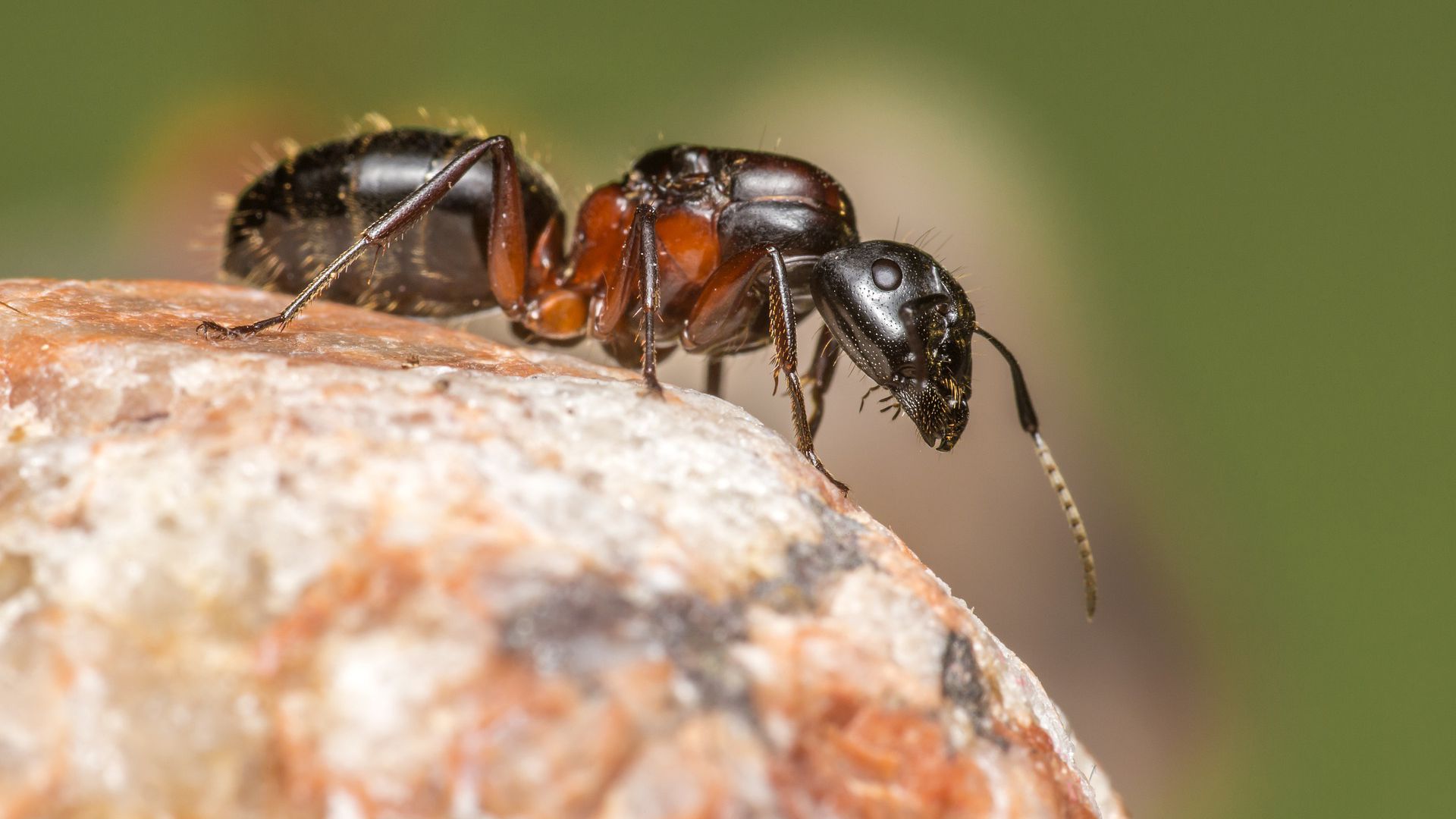 Veja o assustador rosto das formigas em foto cheia de detalhes - Olhar  Digital