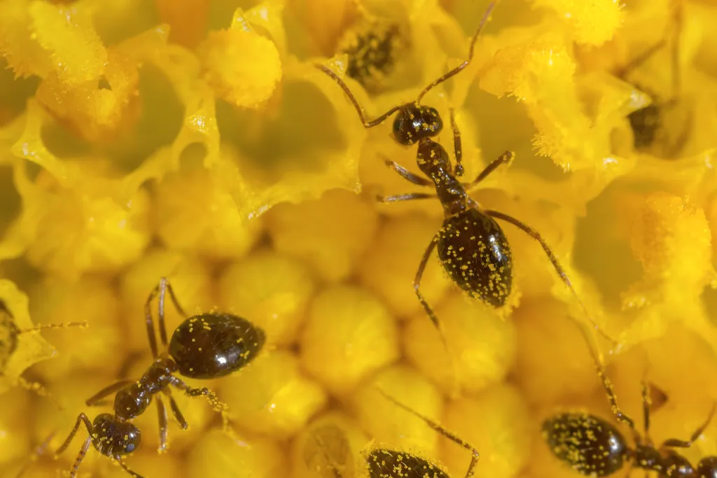 Formigas podem farejar câncer em amostras de urina (Imagem: EdVal/Envato)