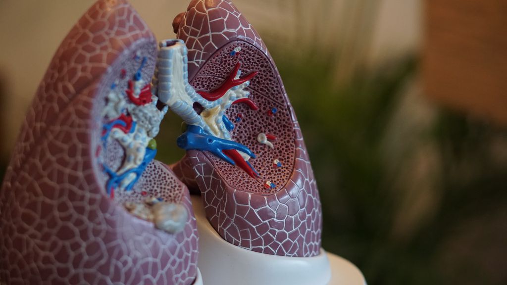 O sistema respiratório está cheio de curiosidades surpreendentes (Imagem: Robina Weermeijer/Unsplash)
