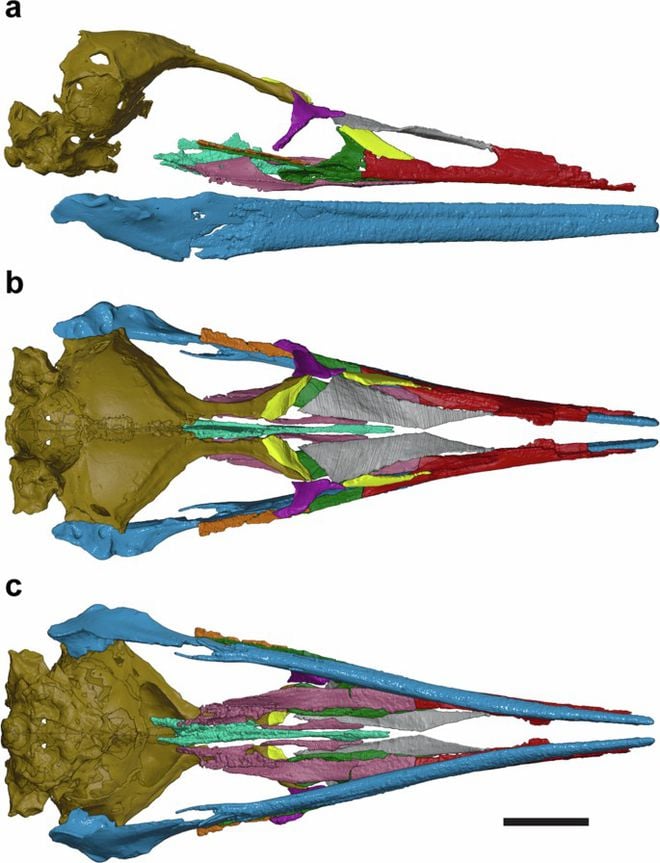 Modelo 3D do crânio fossilizado de um pássaro do Cretáceo