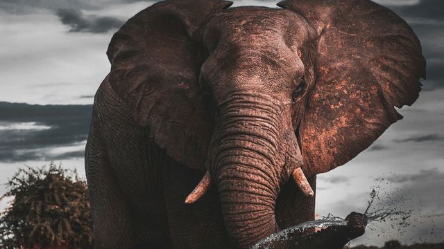 Geranimo/Unsplash