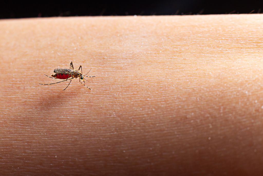 Mosquito da dengue não deve entrar em extinção por causa das tecnologias de edição genética (Imagem: Reprodução/Jcomp/Freepik)