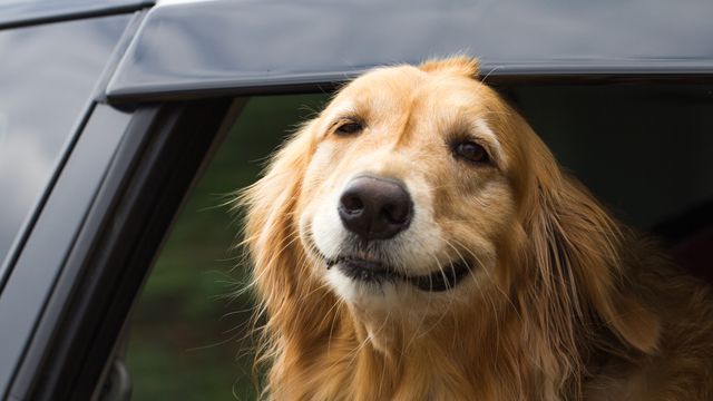 Novo modo da Tesla mira os animais de estimação com o "Modo Cachorro"