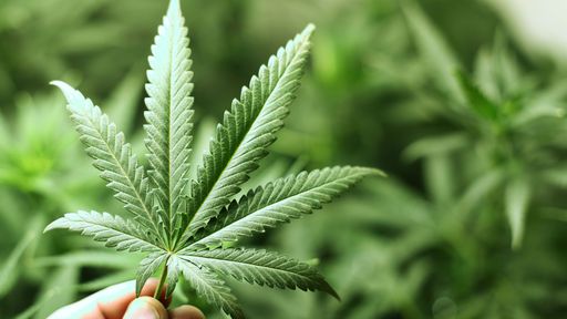 Dados confirmam que a maconha é o novo bitcoin