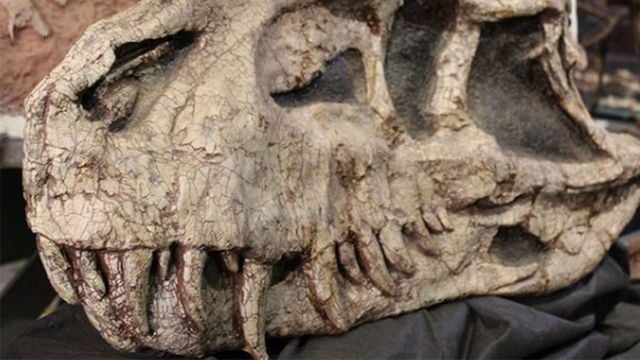 Guinness reconhece que dinossauros mais antigos do mundo foram