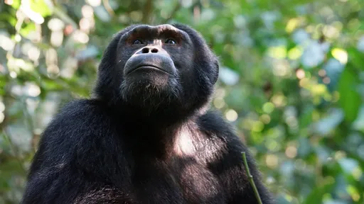 O que acontece se um chimpanzé e um bebê forem criados juntos? Estudo responde