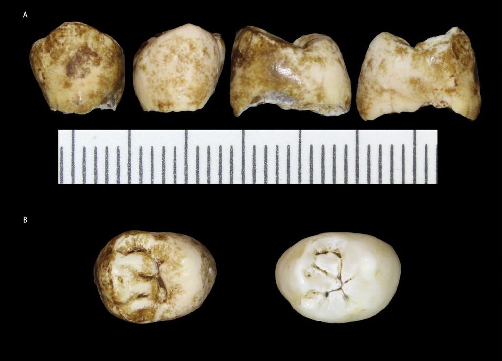 Crânio encontrado na África Sul era de criança que viveu há 250 mil anos
