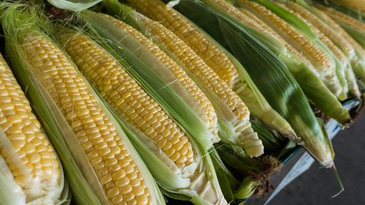 A natureza agradece: solução de startup transforma milho em bioplástico