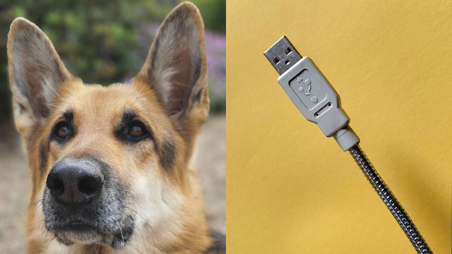 Giro da Saúde: cães que detectam covid; jovem com cabo USB entalado no pênis