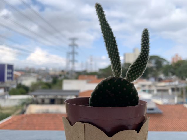 Foto com a câmera do iPhone XR - Desfoque de ambiente