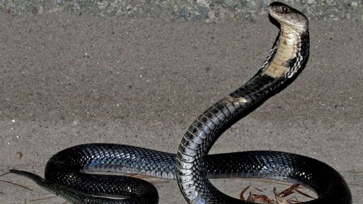 Boletim atualizado: coronavírus viria da cobra, não do morcego, dizem cientistas