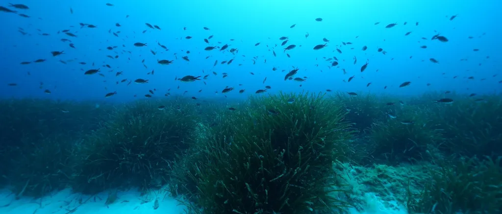 Os pesquisadores acreditam que suas descobertas sejam revelantes para outras espécies de vegetais marinhos, como as que vivem em manguezais (Imagem: Reprodução/HYDRA Marine Sciences GmbH)