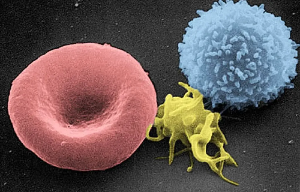 Da esquerda para a direita: eritrócito, plaqueta e linfócito T (ou célula T, estudada pelos cientistas). (Imagem: NCI-Frederick/Domínio Público)