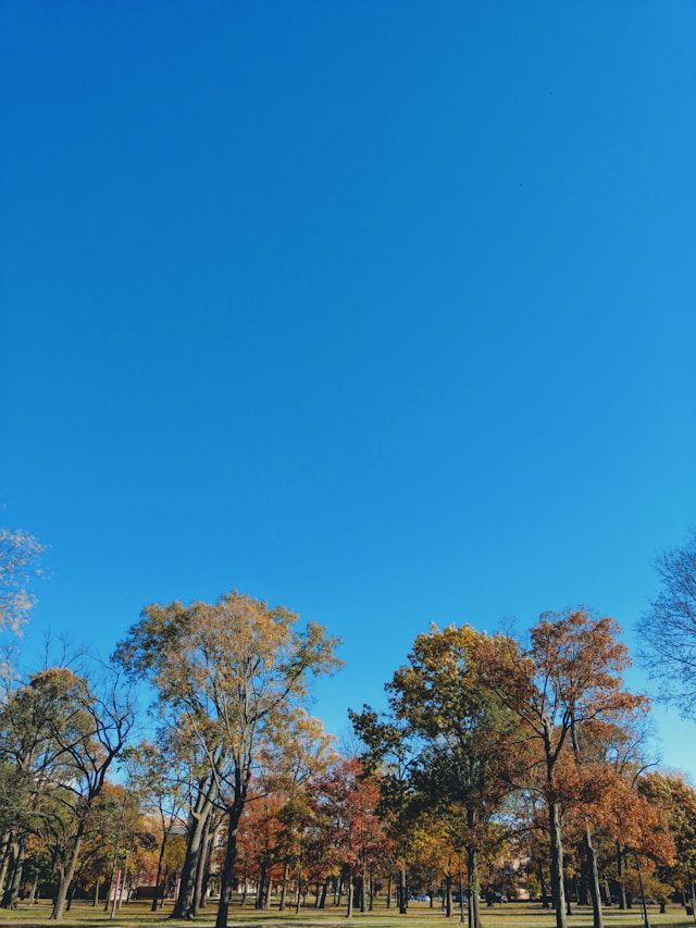 Céu azul com árvores
