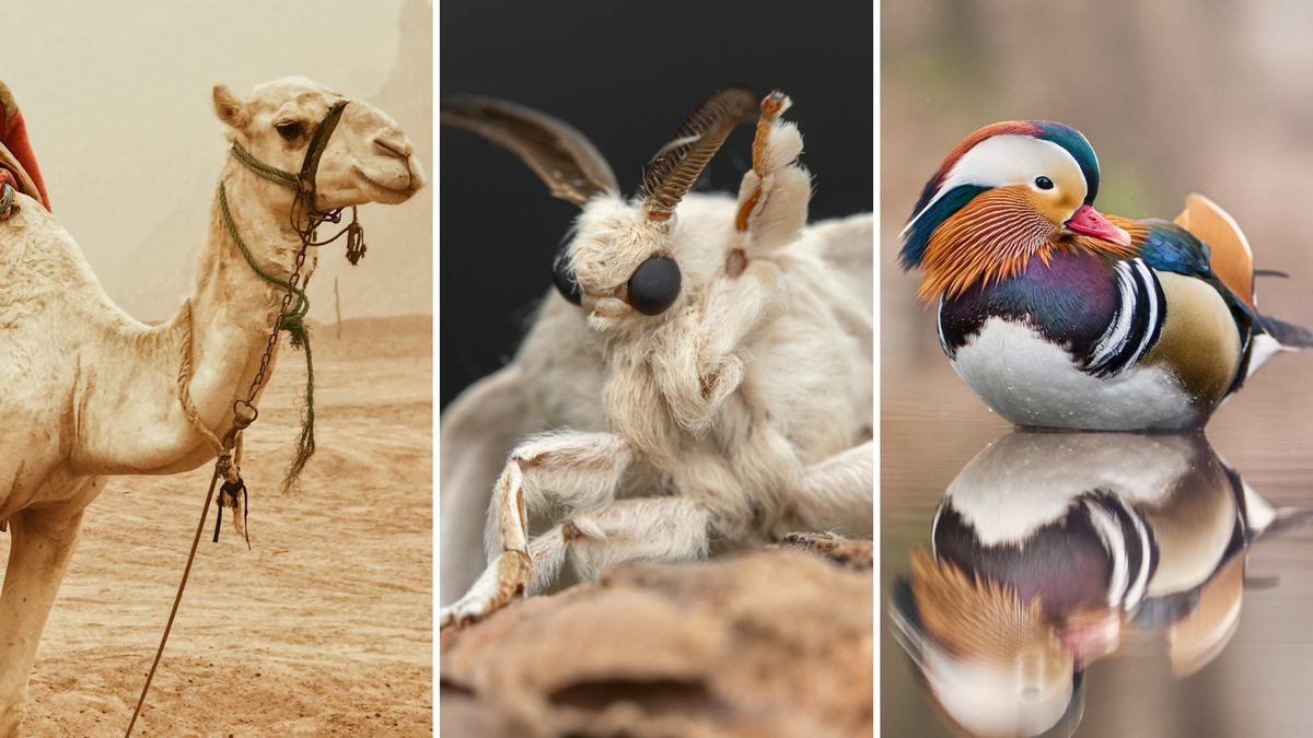 5 animais diferentes que você pode domesticar ou "criar em casa" e não faz ideia