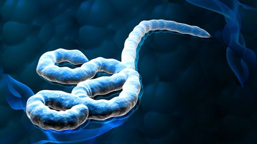 Ebola passa a ser uma doença curável em 90% dos casos