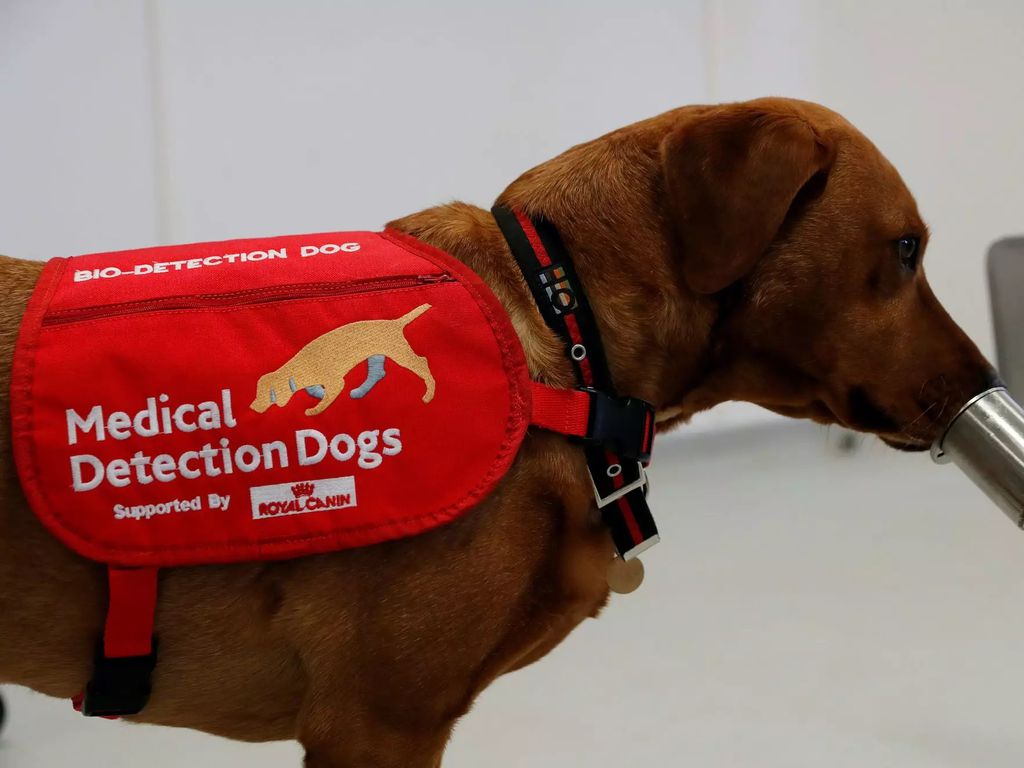 Reino Unido inicia testes com cães farejadores para detectar coronavírus (Imagem: Medical Detection Dogs)