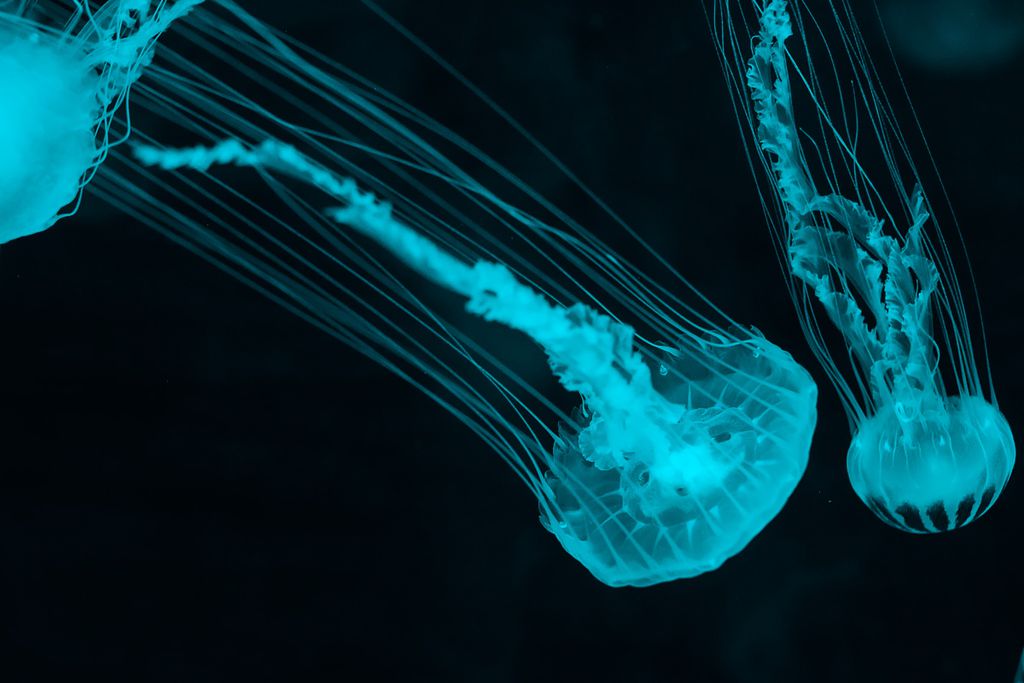 Águas-vivas são cnidários, um grupo animal irmão do nosso, o dos bilaterados — descobrir mais sobre seu sistema nervoso pode revelar como nossos neurônios e cérebros evoluíram (Imagem: Uriel Soberanes/Unsplash)