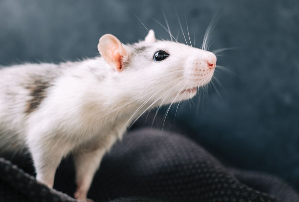 Pesquisadores testaram traumas de infância em roedores para analisar problemas neurológicos (Imagem: nikki_meel/envato)