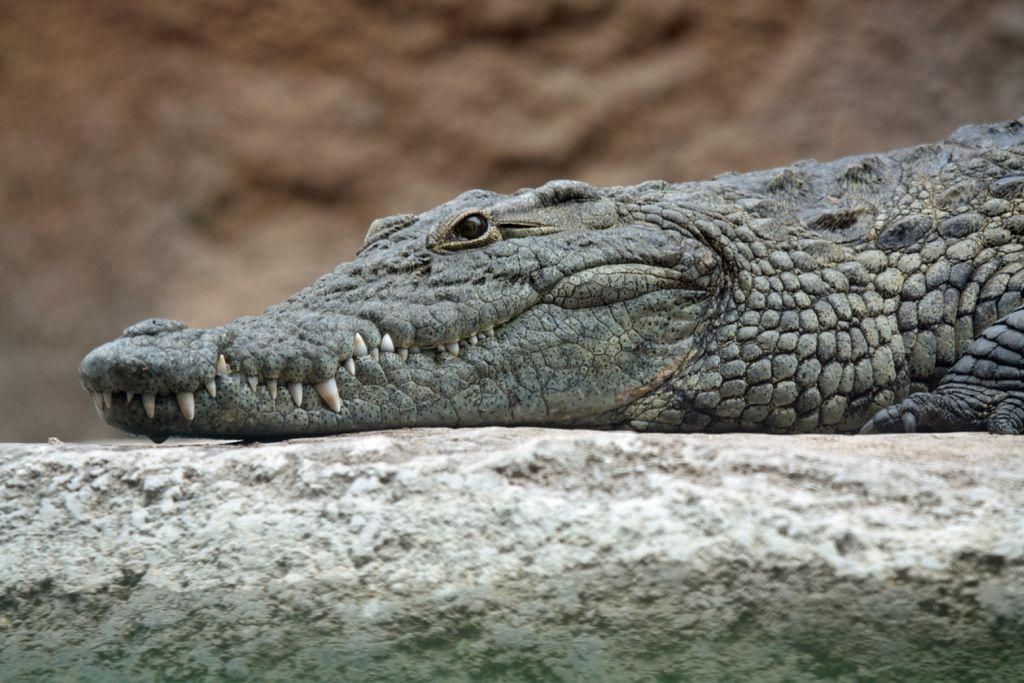 Crocodilos têm um focinho mais alongado que os jacarés (Imagem: Leigh Bedford/Unsplash)