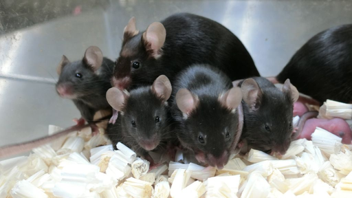 Filhotes saudáveis nascem de amostras de esperma de rato levadas ao espaço