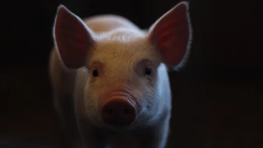 Inédito! Cirurgiões transplantaram rim de porco em um humano, e funcionou!