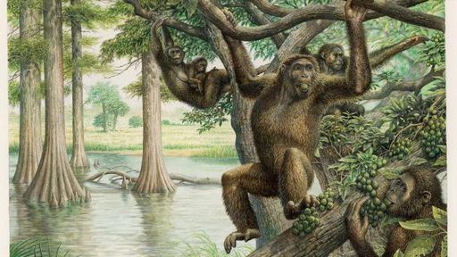 Descobertas novidades sobre a evolução humana em fóssil de 10 milhões de anos